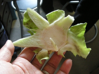 cabbage01.jpg