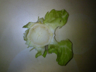 cabbage02.jpg