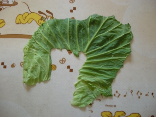 cabbage03.jpg