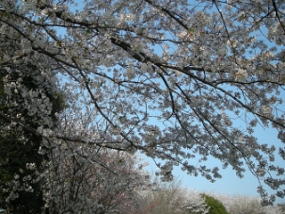 sakura002.jpg